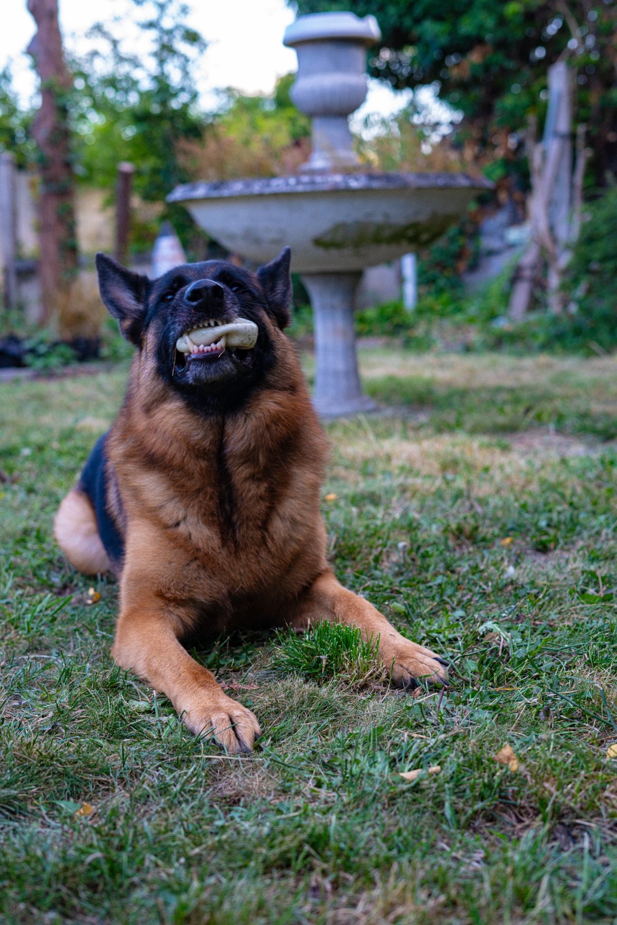 Dier Speels — Mizuki Fotografie