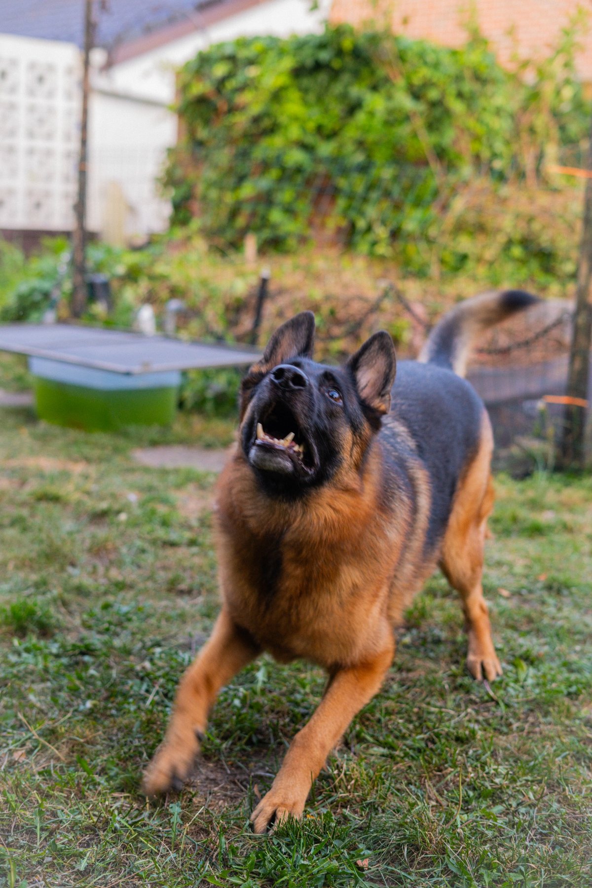 Dier Actie — Mizuki Fotografie
